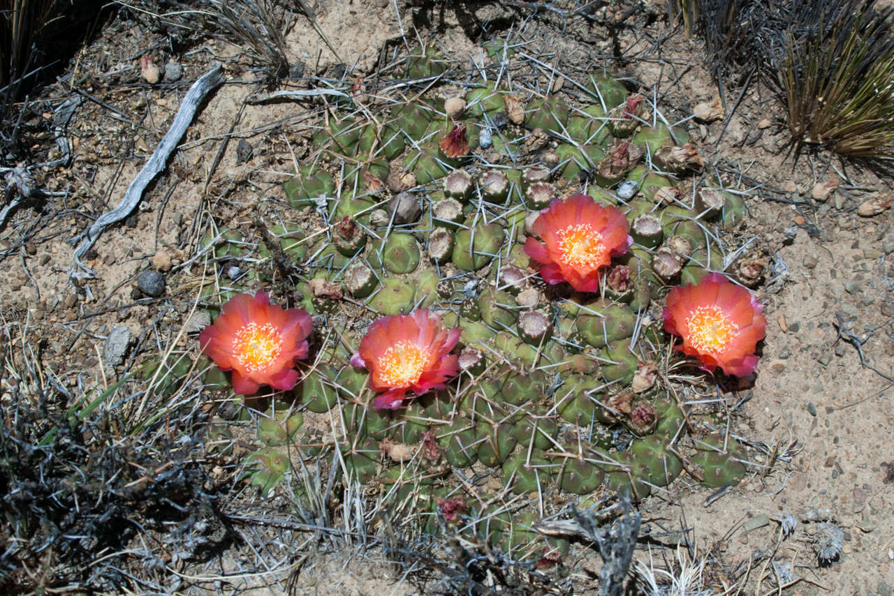 Image of Cumulopuntia rossiana (Heinrich & Backeb.) F. Ritter