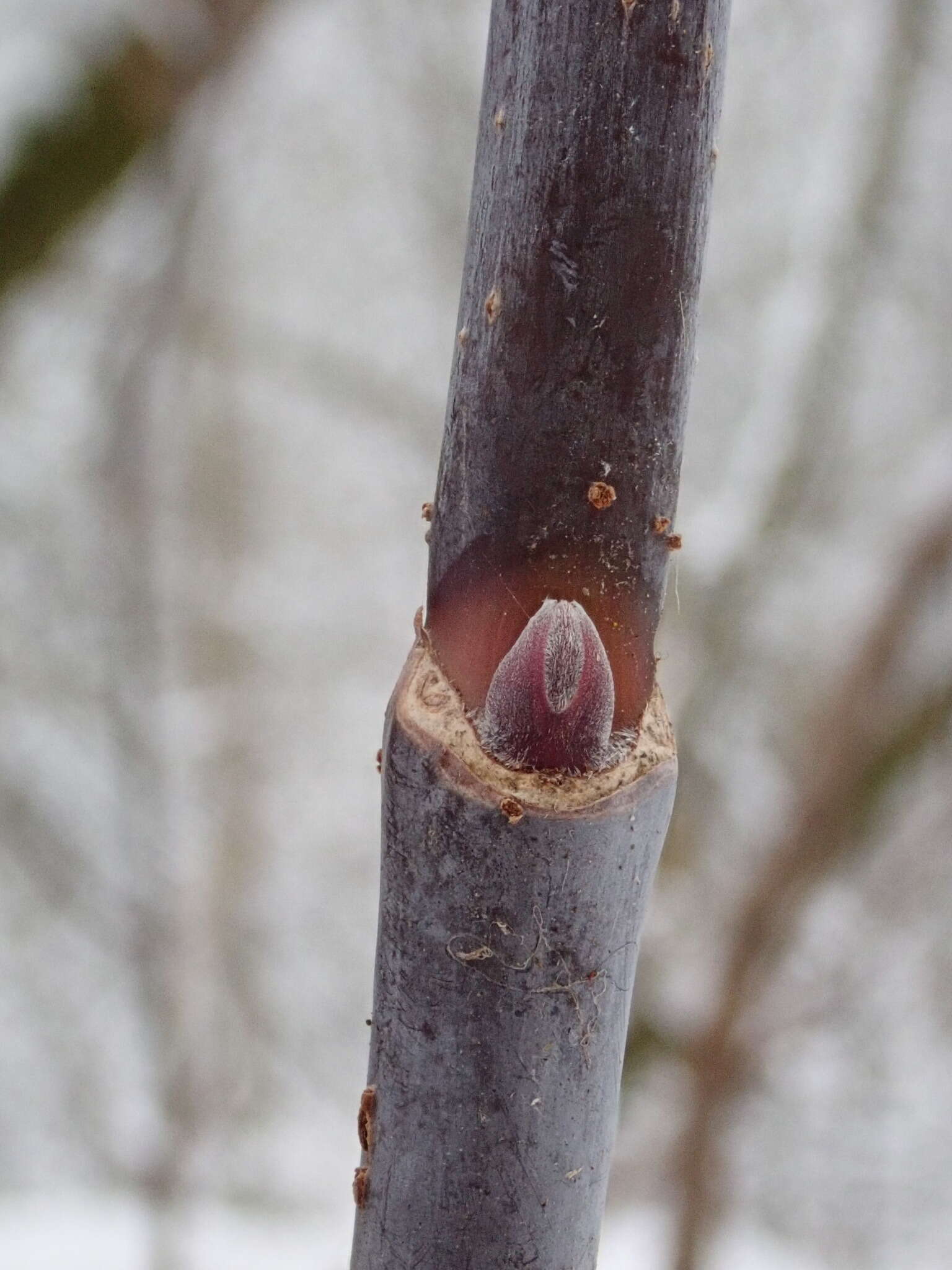 Acer negundo var. violaceum (G. Kirchn.) H. Jäger resmi