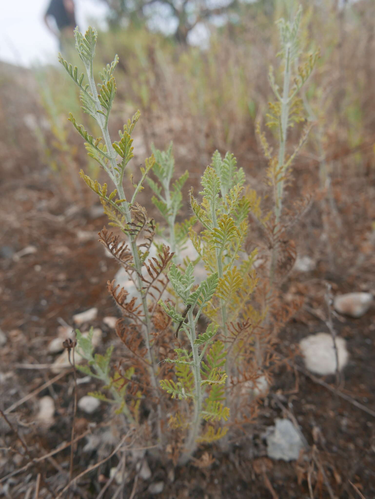 Image of Lavandula multifida L.