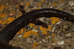 Image of Tehachapi Slender Salamander