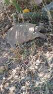 Image of Sonoran desert tortoise