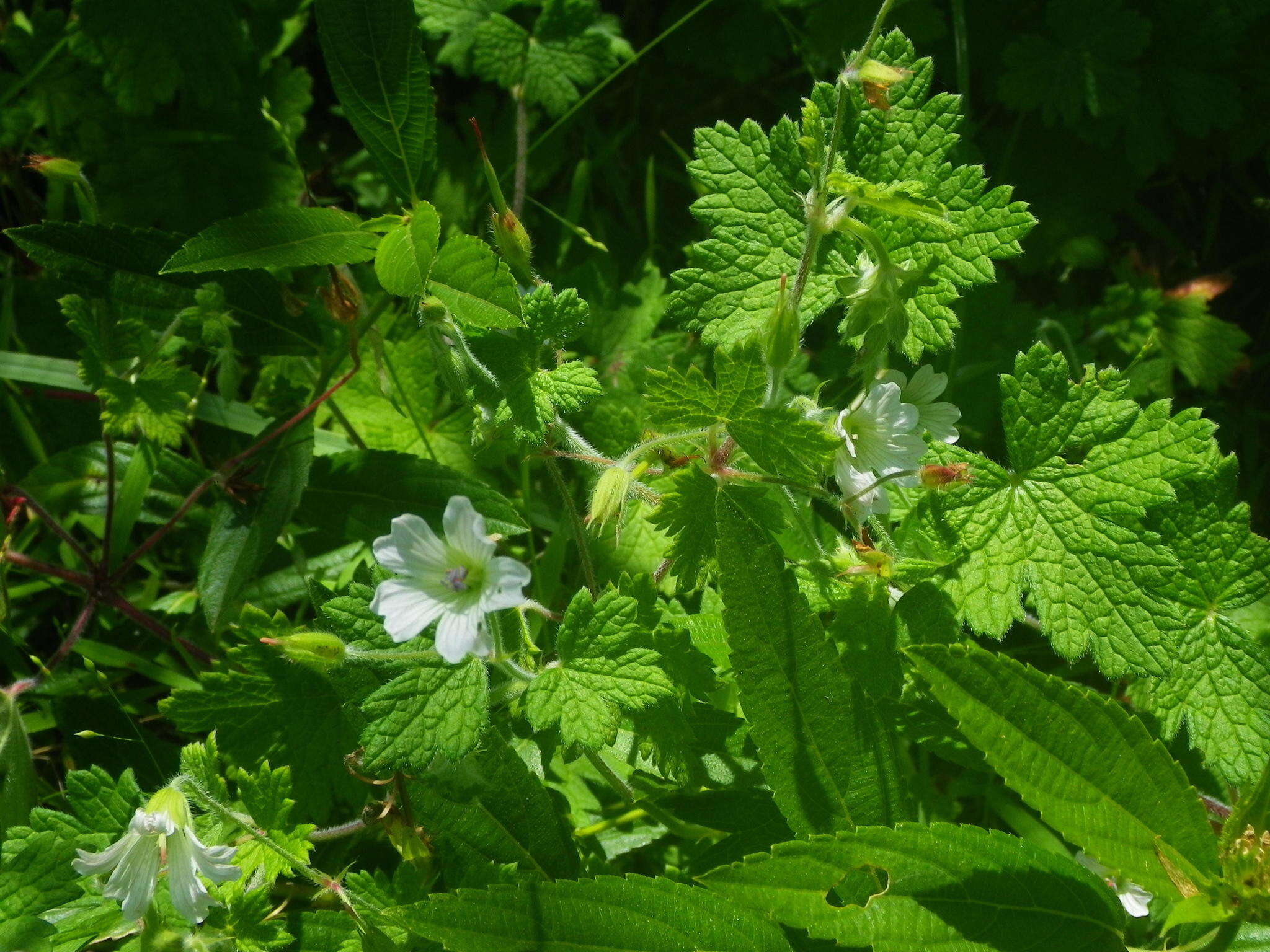 Image of Geranium wakkerstroomianum R. Knuth