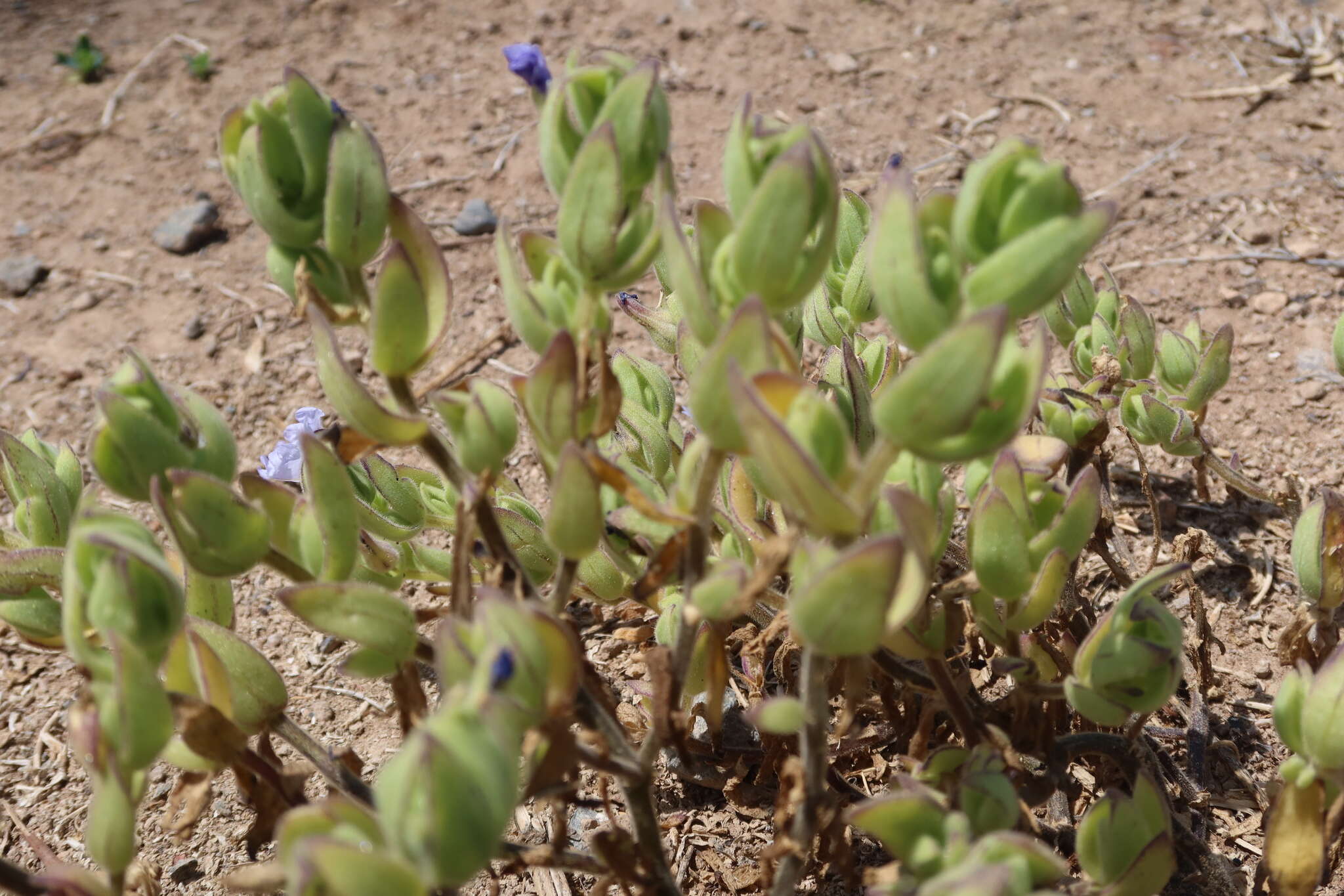 Nolana humifusa var. plicata resmi