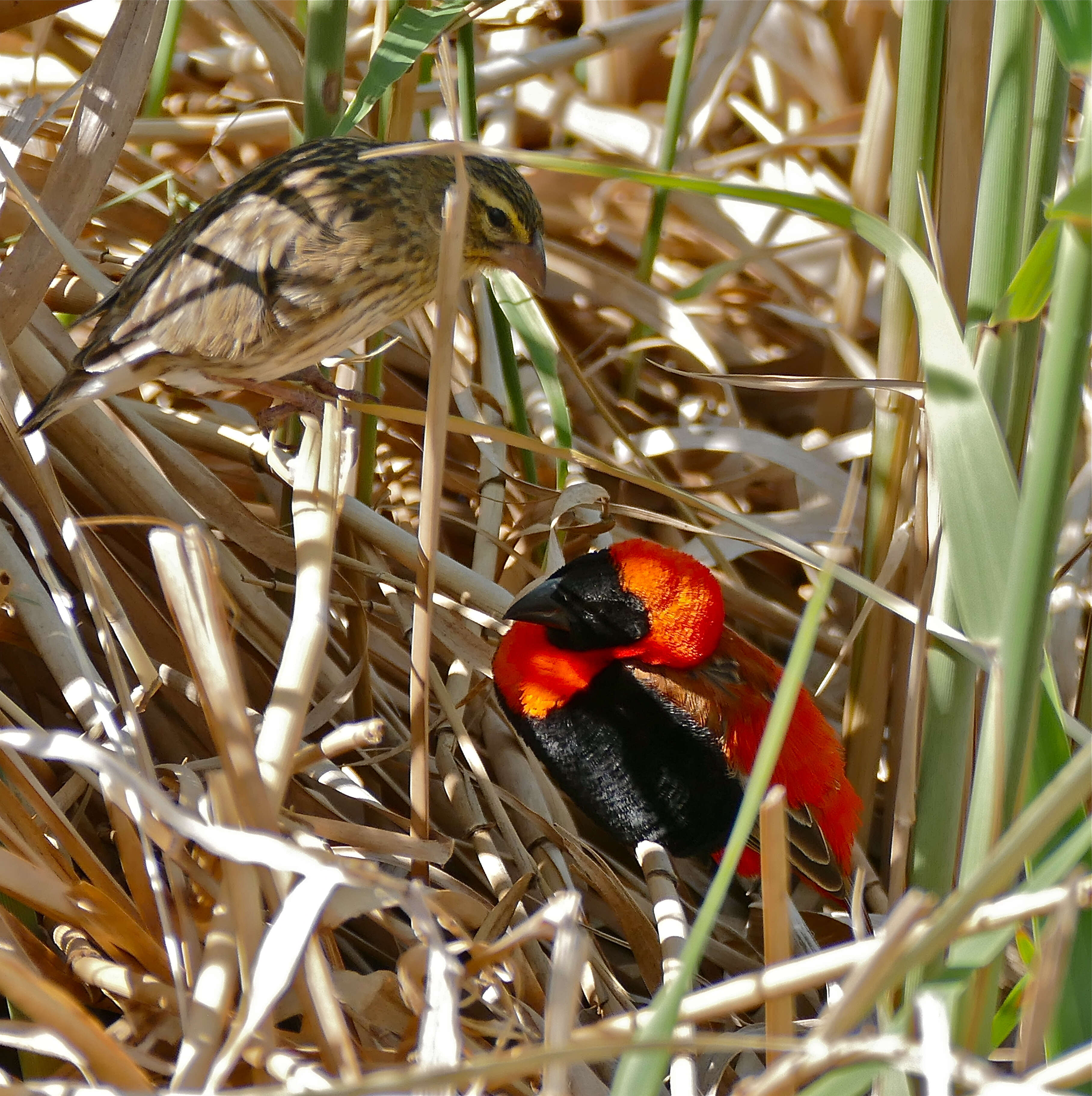 Image of Red Bishop