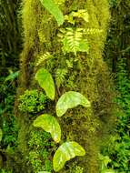 Image of Passiflora colinvauxii Wiggins