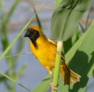 Image of African Masked Weaver