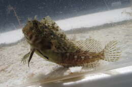 Image of Feather Blenny