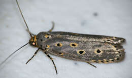 Image of Ethmia circumdatella Walker 1863