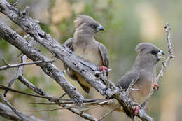 Image of White-backed Mousebird