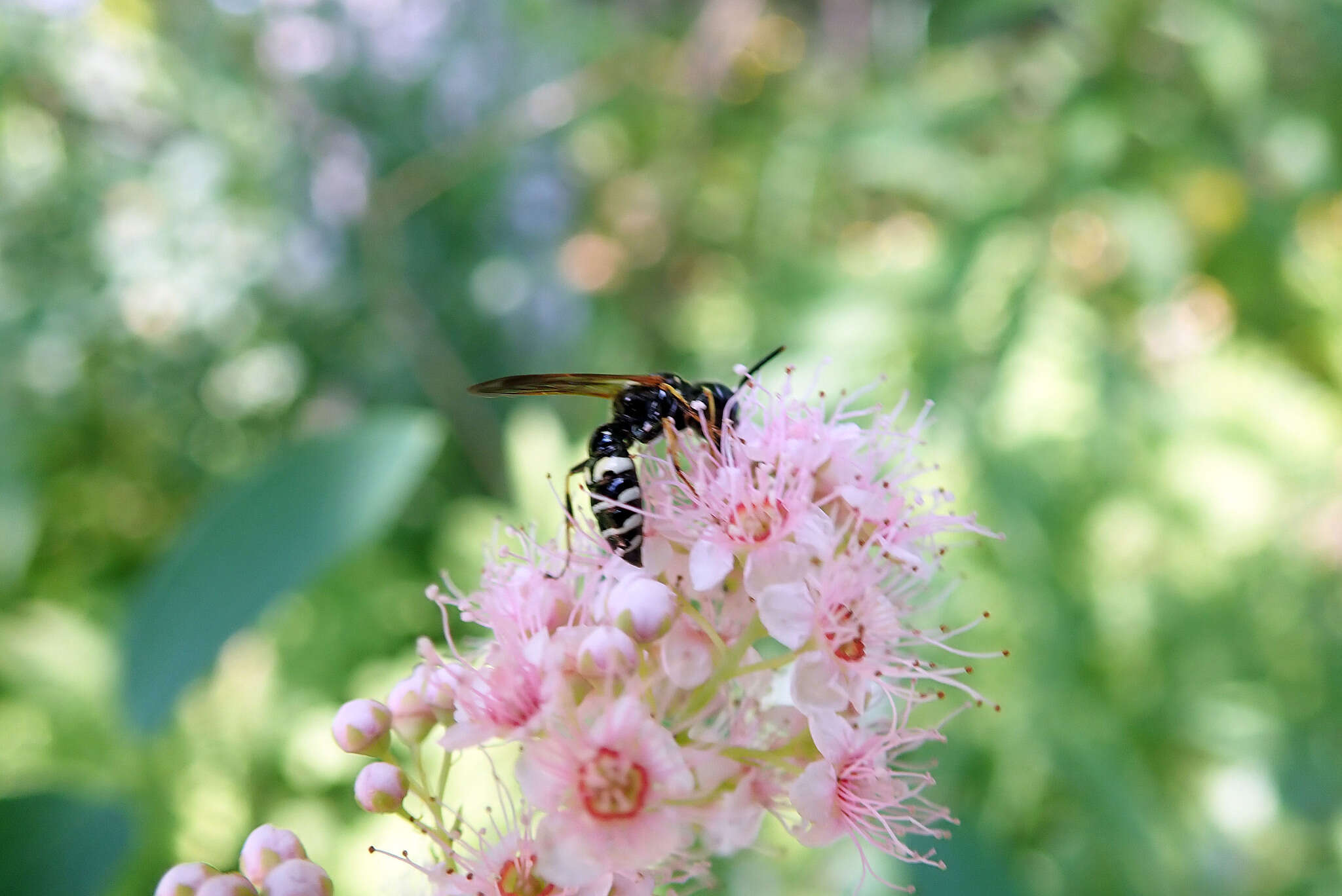 Image of Philanthus bilunatus Cresson 1865