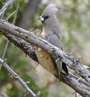 Image of White-backed Mousebird