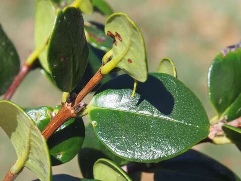 Image de Myrcianthes storkii (Standl.) Mc Vaugh