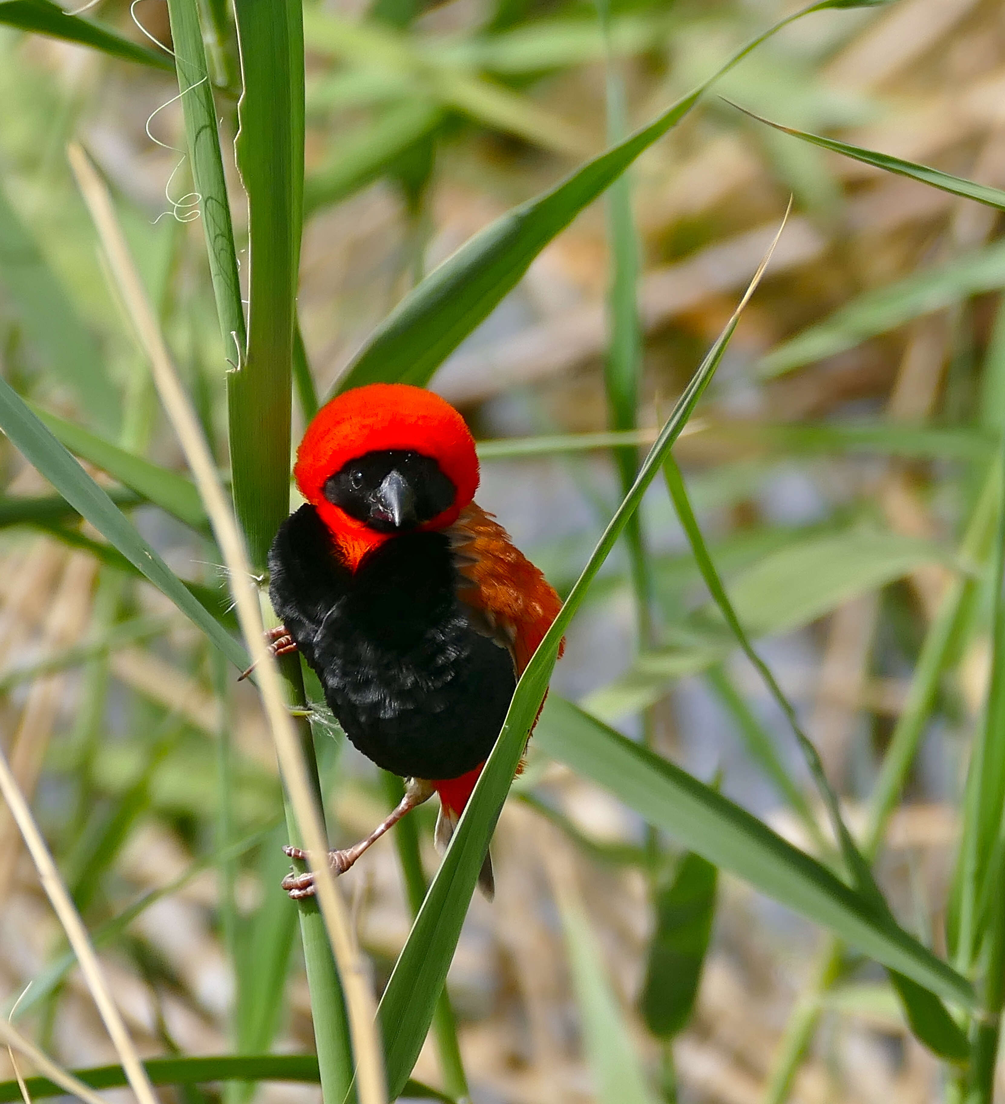 Image of Red Bishop