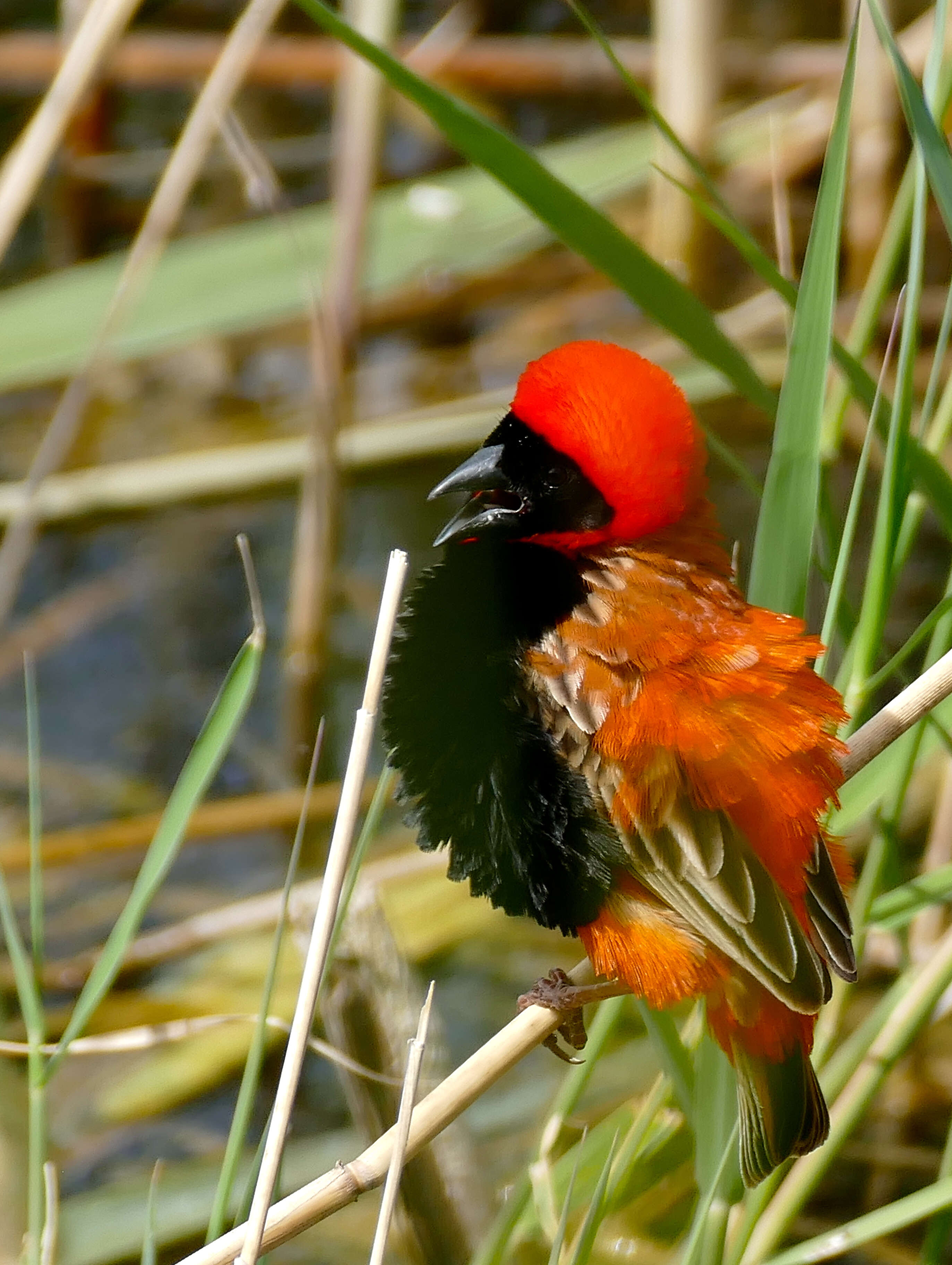 Image of Red Bishop