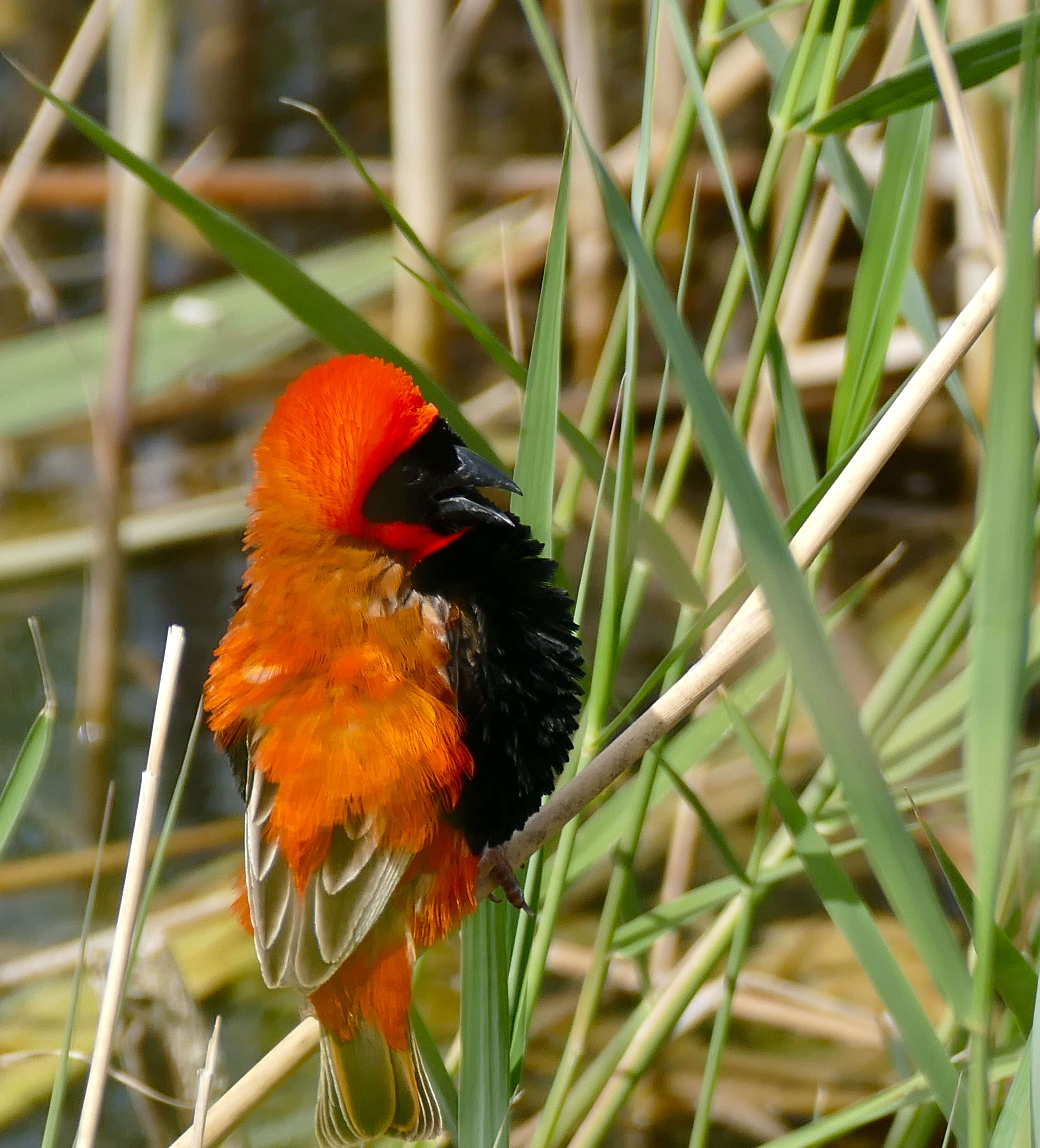 Image of Red Bishop