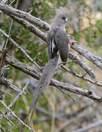 Image of White-backed Mousebird