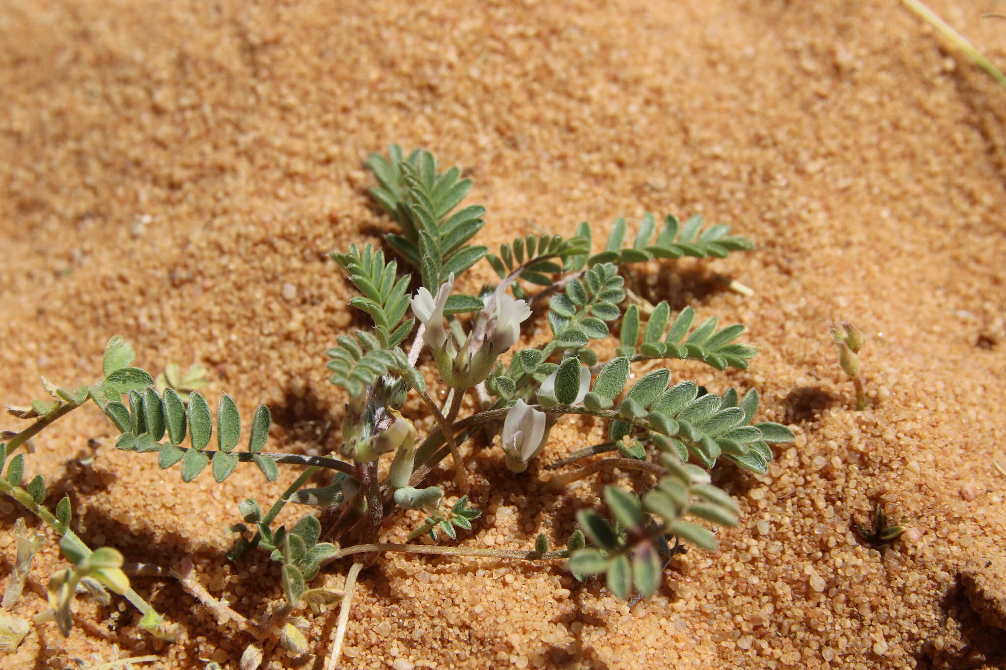 Imagem de Astragalus tribuloides Delile