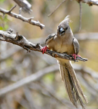 Image of White-backed Mousebird