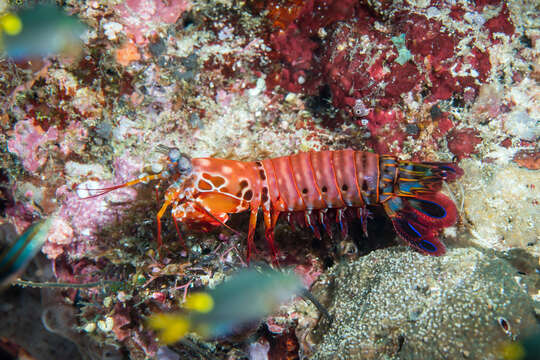 Image of peacock mantis shrimp