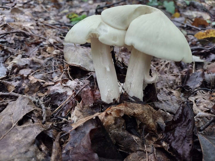 Image of Entoloma subsinuatum Murrill 1917