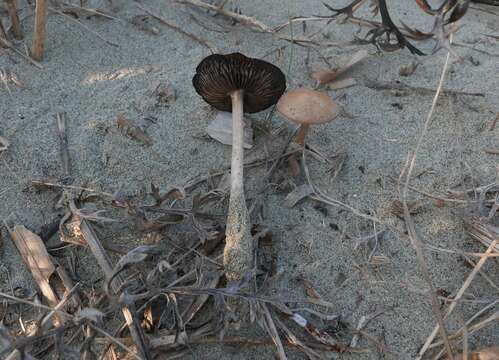 Imagem de Psathyrella ammophila (Durieu & Lév.) P. D. Orton 1960