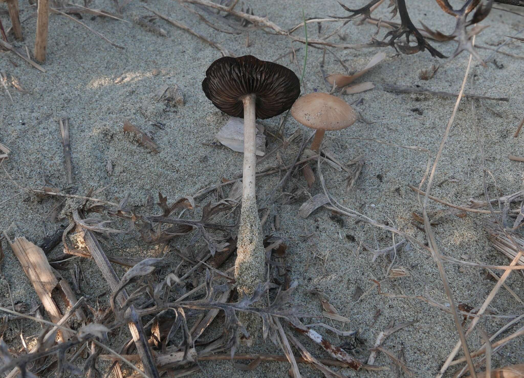 Image of Psathyrella ammophila (Durieu & Lév.) P. D. Orton 1960