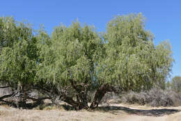 Image of black willow