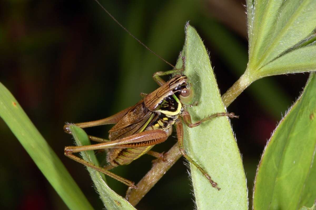 Image of Metrioptera roeselii