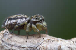 Image of Pelegrina flavipes (Peckham & Peckham 1888)