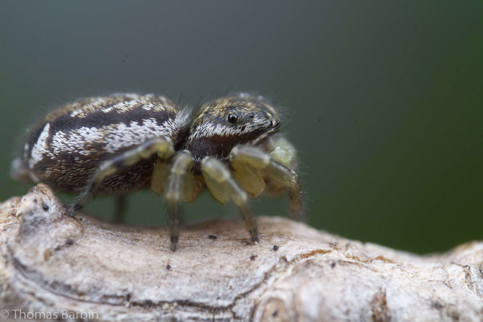 Image of Pelegrina flavipes (Peckham & Peckham 1888)