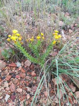 Image of Euryops algoensis DC.