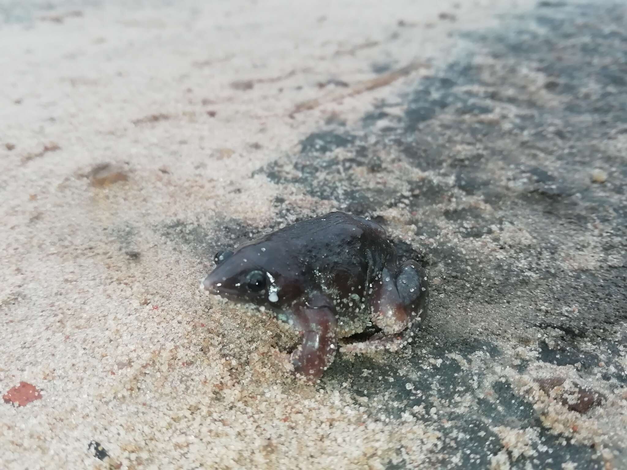 Image of Guinea Snout-burrower