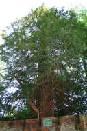 Image of English yew