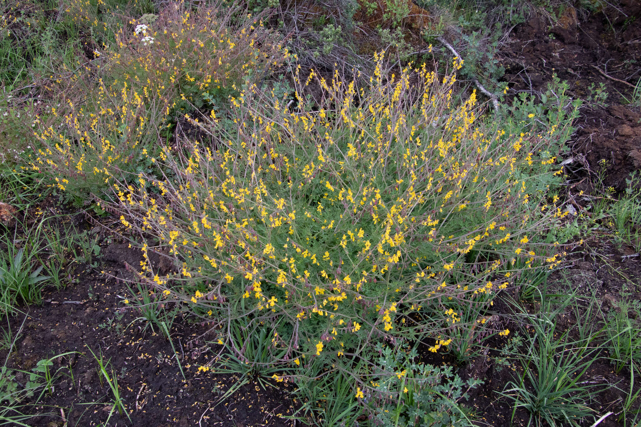 Image de Corydalis sibirica (L. fil.) Pers.