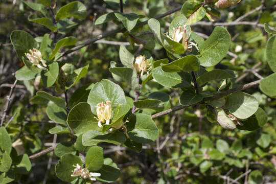 صورة Lonicera arborea Boiss.