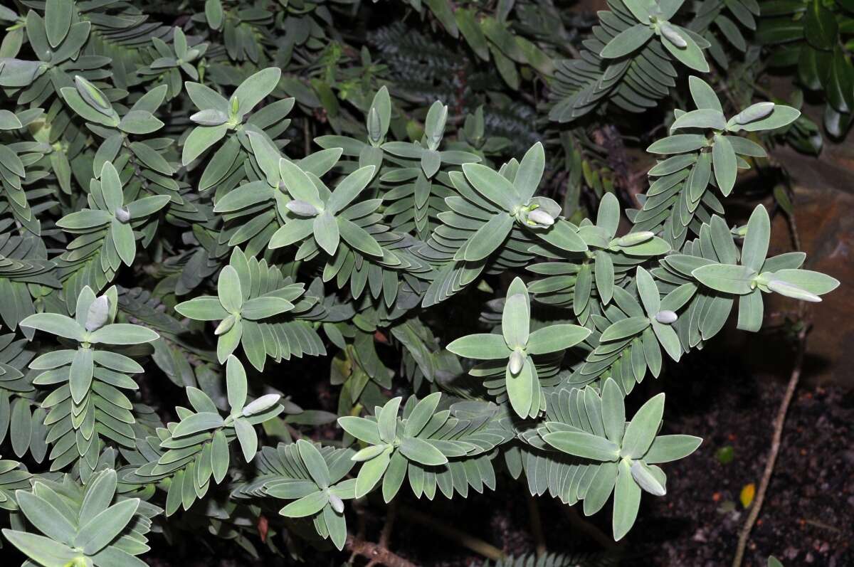 Image of Veronica albicans Petrie