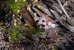 Image of Stylidium nonscandens S. Carlquist