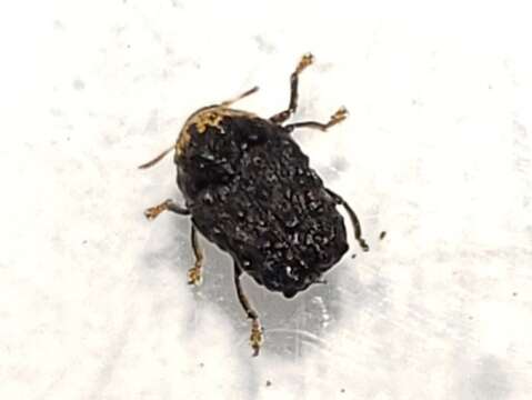 صورة Exema neglecta Blatchley 1920