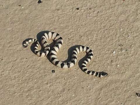 Image of Persian Gulf Sea Snake