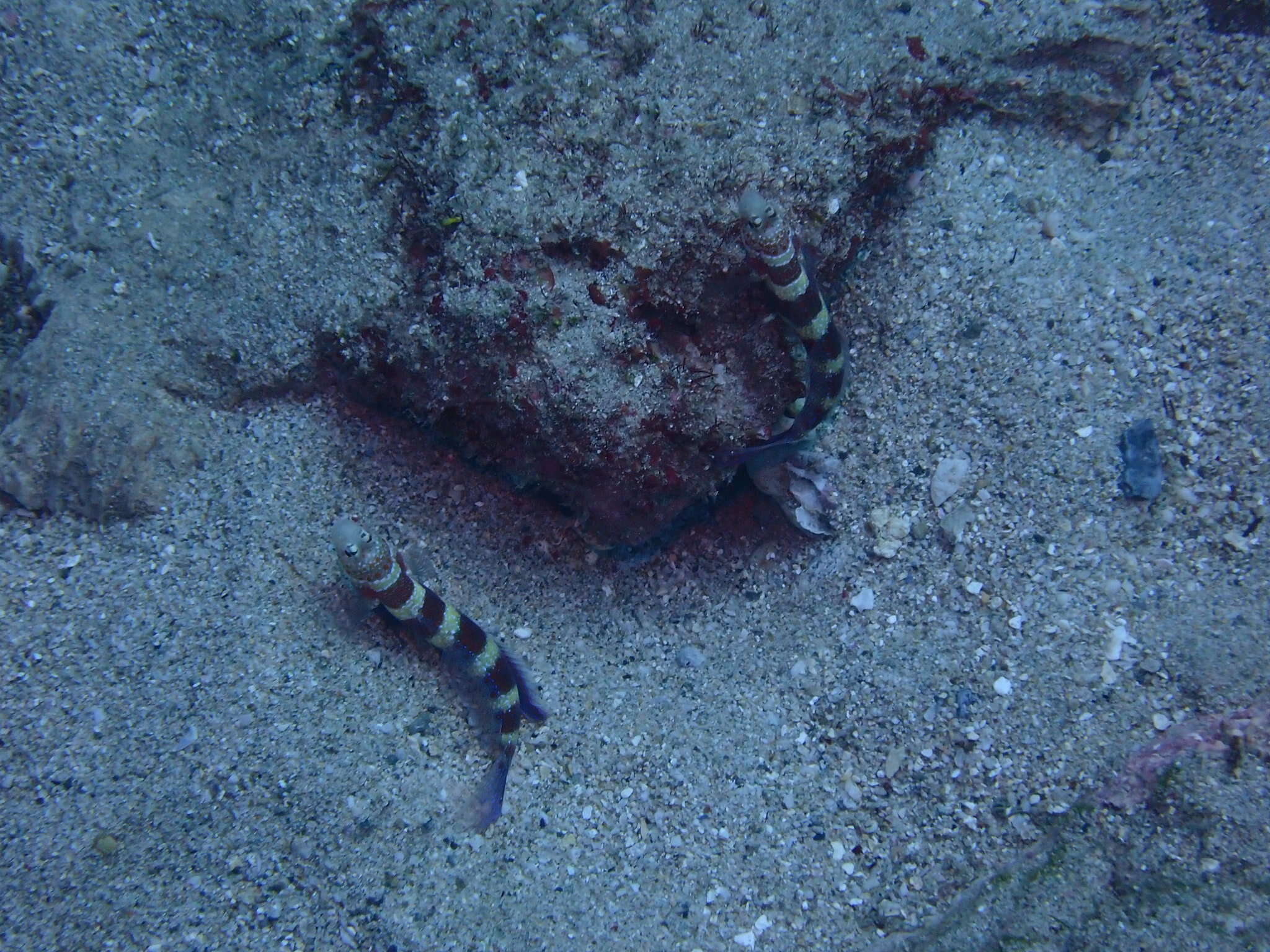 Image of Gorgeous prawn goby