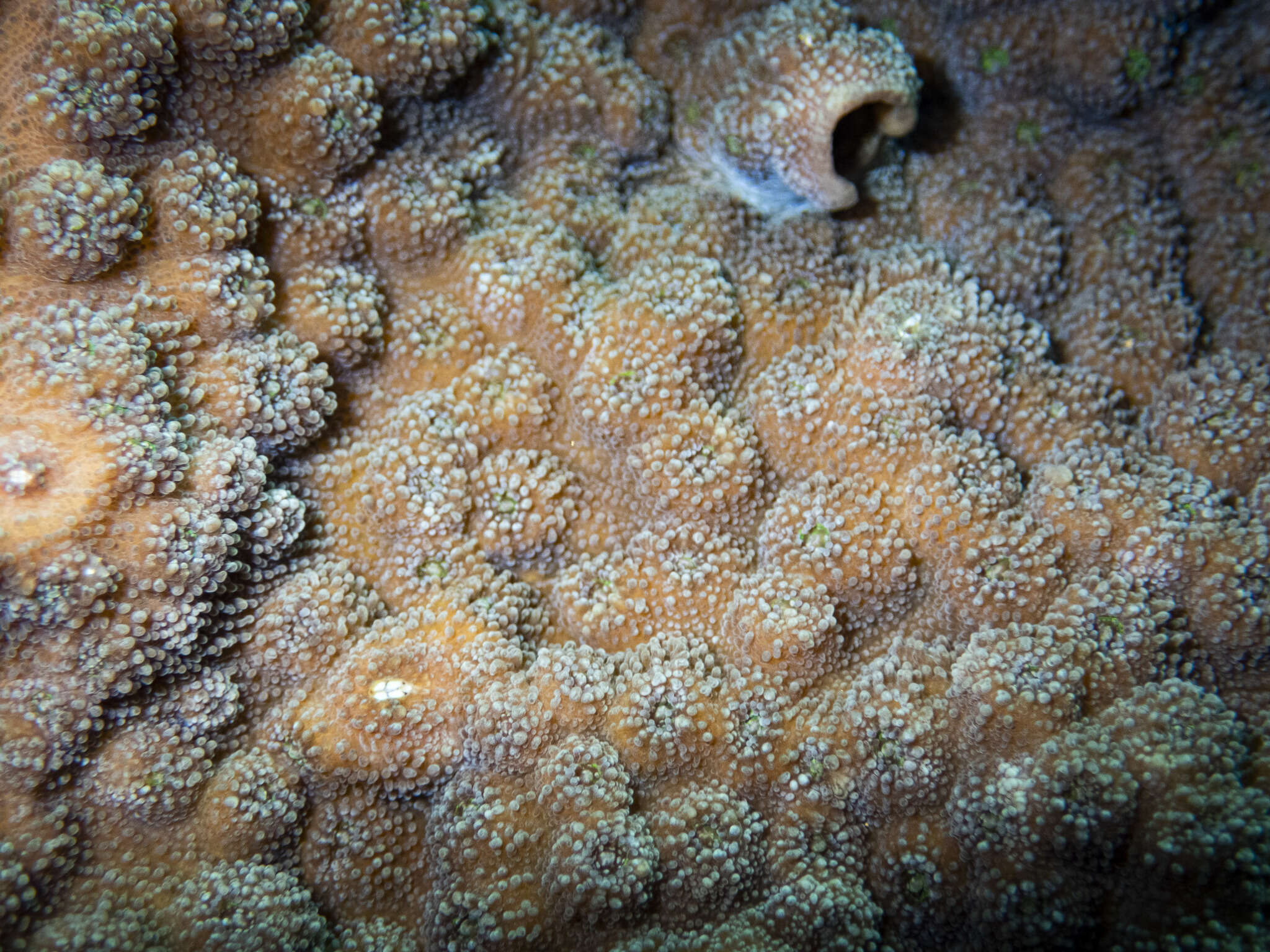 Image of Hedgehog Coral