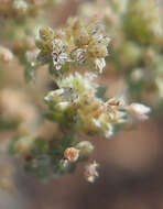 Crassula colorata (Nees) Ostenf. resmi