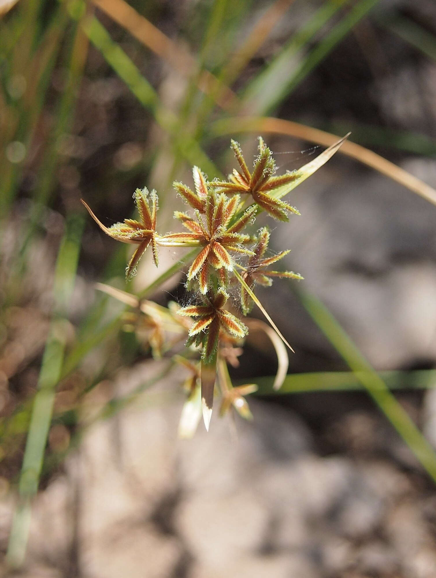 Слика од Cyperus vaginatus R. Br.