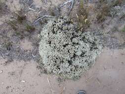 Image of Sand Everlasting