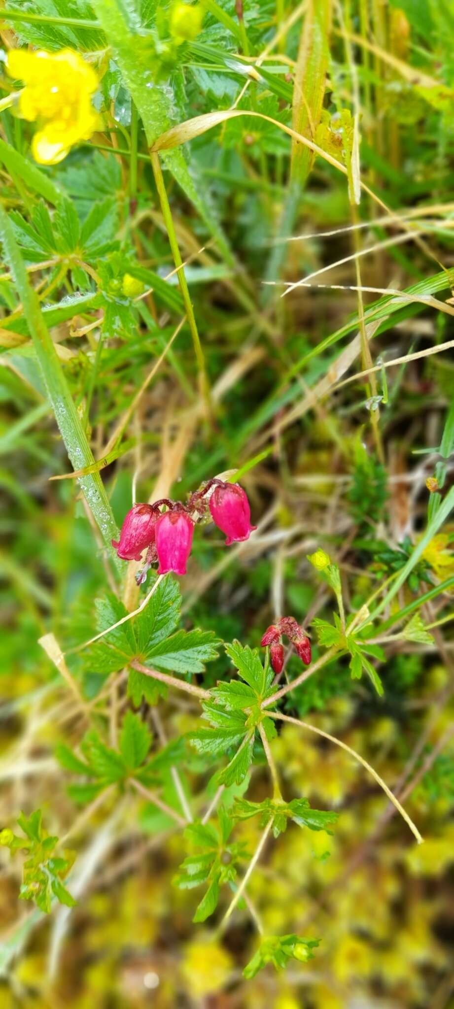 Imagem de Daboecia cantabrica subsp. azorica (Tutin & E. F. Warburg) D. Mc Clintock