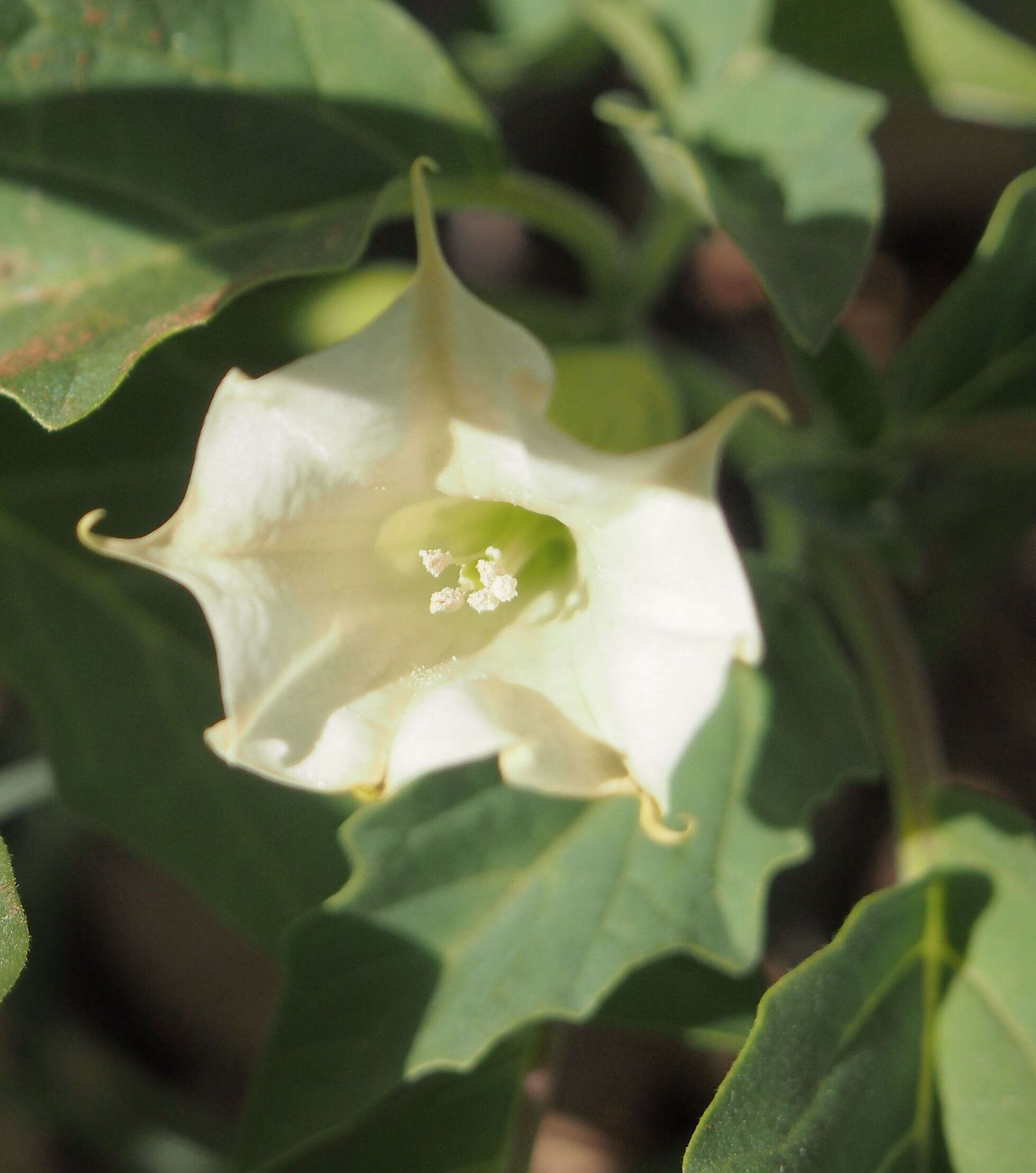 Image de Datura