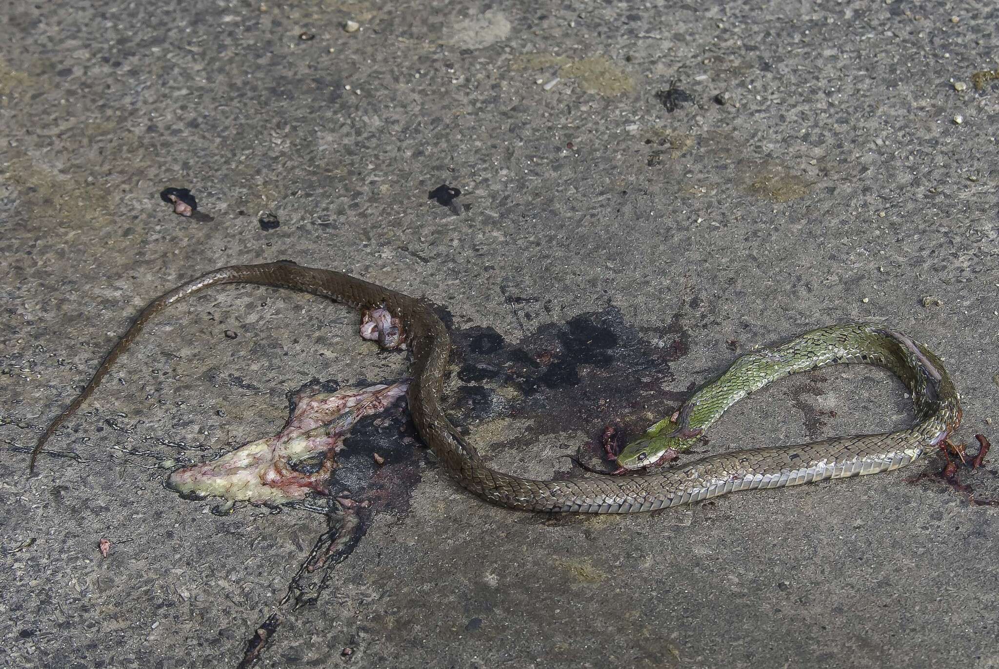 Image of Big-eyed mountain keelback