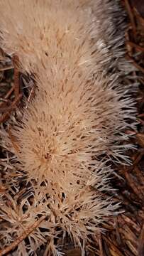 Image of Angel hair coral