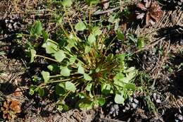 Image of Indian lettuce