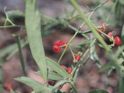 Plancia ëd Chenopodium nutans (R. Br.) S. Fuentes & Borsch